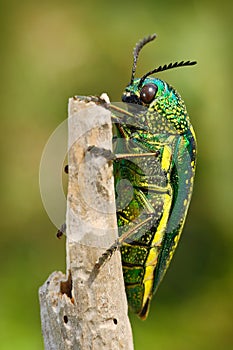 Insect Sternocera sternicornis.green and yellow shiny insect siting on the branch. bright insect from Sri Lanka. Glossy and lustr photo