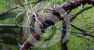 insect stick, blue ghost on a branch. macro