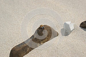 Insect on a stone on a sandy sunny beach. Relaxation on the beach.