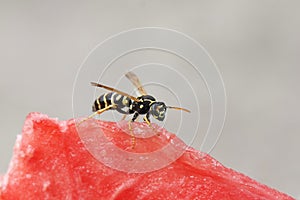 Insect striped wasp sitting on a red juicy watermelon