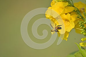 Insect sucking honey from flower