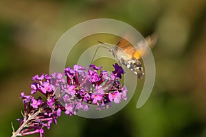 Insect Sucking Nectar on a pink purple Buddleja flower photo