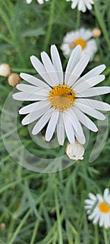 An insect sucks the nectar of a chamomile flower photo