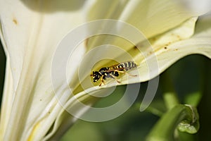 an insect on sweet nectar on a delicate white lily flower