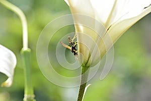 an insect on sweet nectar on a delicate white lily flower