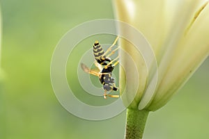 an insect on sweet nectar on a delicate white lily flower