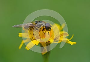 Insect syrphidae yellow flower macro background
