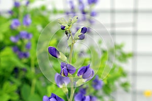 An Insect On the Tip of a False Blue Indigo Flowering Branch