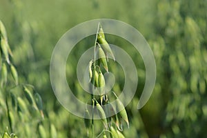 Insect with transparent wings on the oat panicle