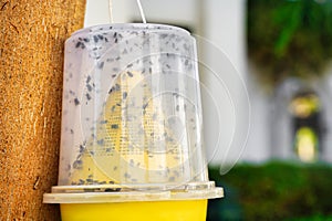 The insect trap for flies of yellow plastic hangs on a tree against a background of greenery