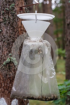 An insect trap hung on a tree trunk. Destruction of forest pests photo