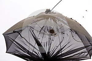 Insect trap Popilia Japonica photo