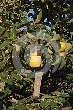 Insect trap that spoils the fruit