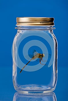 Insect trapped in a jar
