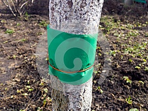 Insect trapping belt on the trunk of a young tree