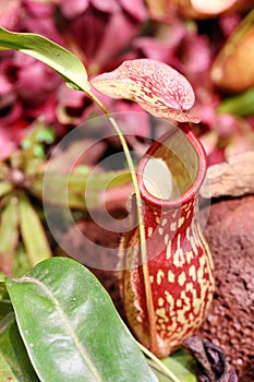 The insect traps of Nepenthes mirabilis photo