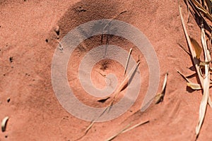 Insect traps in the sand.