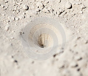 Insect traps in the sand