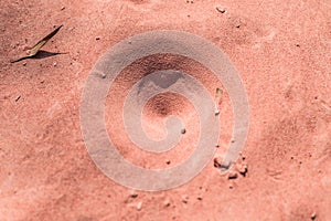 Insect traps in the sand.