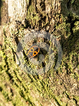 an insect on tree bark Pyrrhocoris apterus