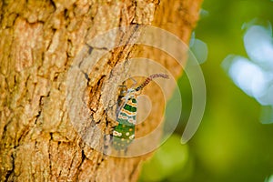 Insect on the tree