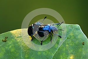 Insect on tree leaf