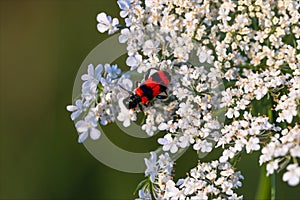 Insect Trichodes apiarius, beetle belonging to the Cleridae family, of red and black color placed on a white flower with a green b