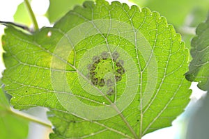 Insect under mulberry leaf