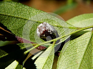 Insect under a Tree Leaf