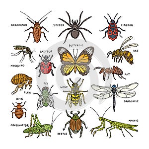 Insect vector beetle bug or ant and flying bee or butterfly and dragonfly or ladybug in nature illustration set of