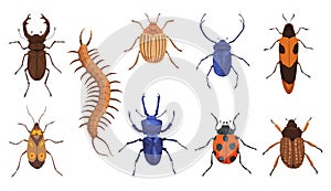 Insect vector icons flat set. Spring and summer insects. Bug species and exotic beetles icons collection