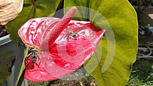 Insect video walking on flower