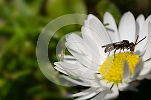 Insect walks on the yellow ovules in the center of a daisy flower