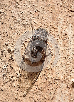 Insect on the wall - brown cicada