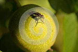 Insect on the walnut