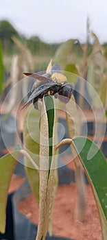 an insect that was perched on a small plant