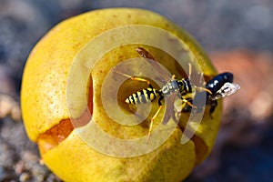 Insect wasp attacks a bee that eats fallen ripe pear fruit, close-up