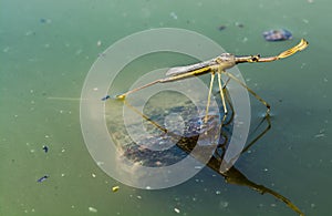 Insect in water