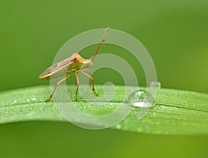 Insect and Water droplets on a leaf