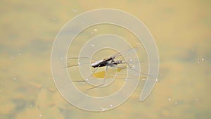 Insect water strider floats on the surface of the water, slow motion