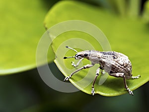 Insect weevil,Curculionidae