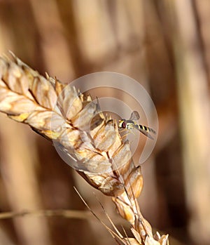 Insect on a Wheat ears macro in the morning