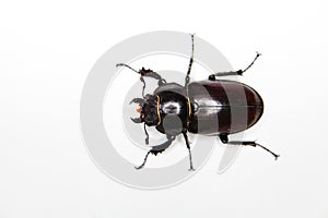 Insect on white background - Six legs photo