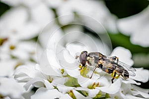 Insect on white flower