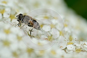 Insect on a white flowers