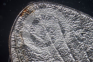 Insect wing detail texture