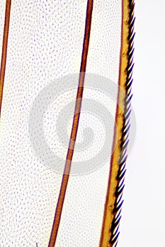 Insect wing microphotograph