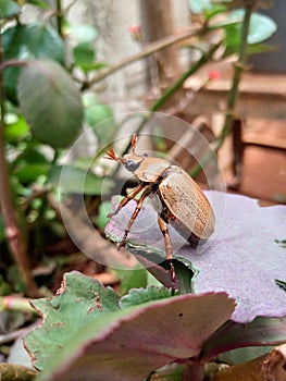 Insect Yellow Beetle in plant with macro lens