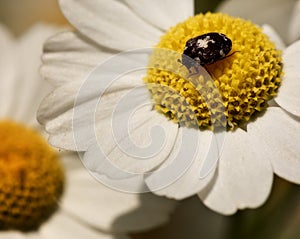 Insect on yellow flower