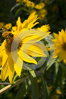 Honey bee on a large yellow daisy with dark green leafy garden background